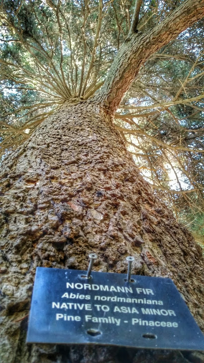 Arnold Arboretum Nordmann Fir Tree