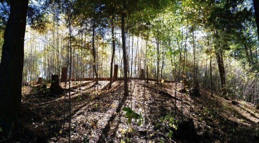 Arnold Arboretum Sun Thru Trees