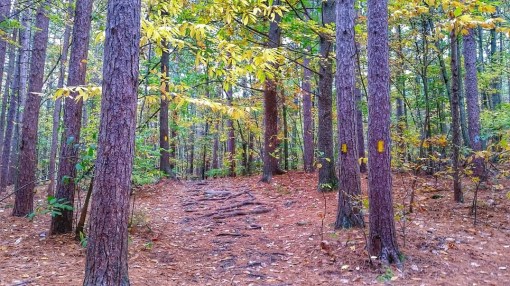 Pergatory Chasm Trail Trees